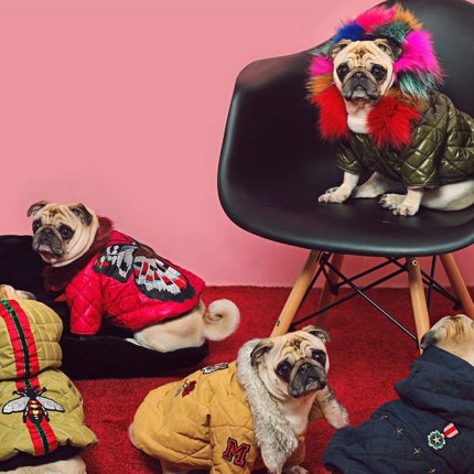 mazadogwear jackets