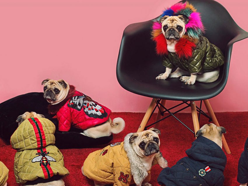 mazadogwear jackets
